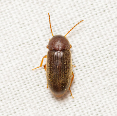 Hymenochara
