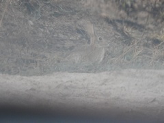 Sylvilagus audubonii