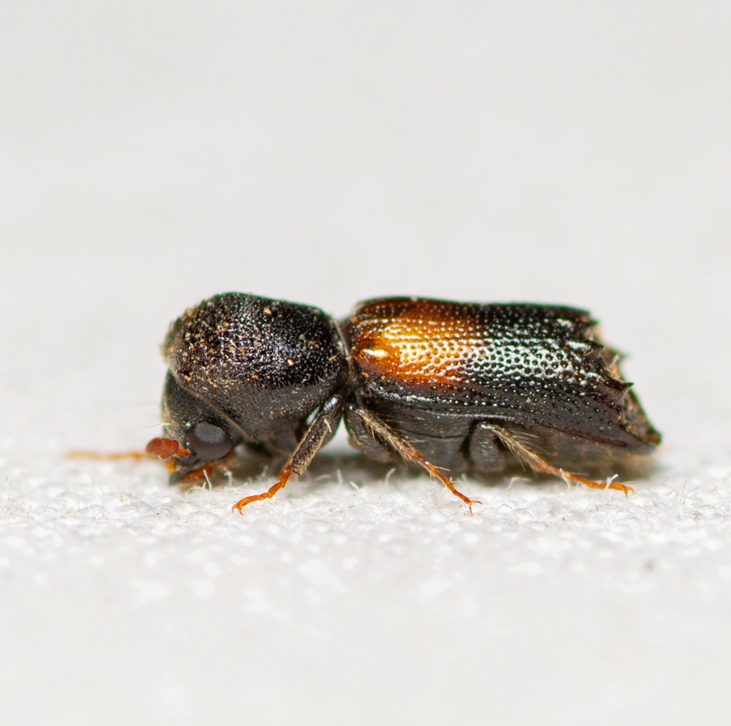 Red-shouldered Bostrichid