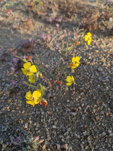 kern county evening-primrose (Camissonia kernensis)