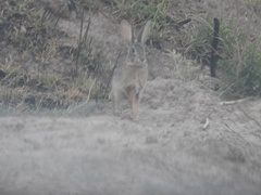 Sylvilagus audubonii