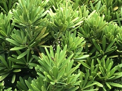 Podocarpus costalis