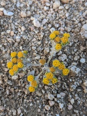 Eriophyllum pringlei
