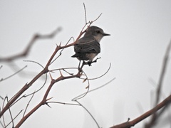 Pyrocephalus rubinus