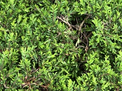 Phyllanthus myrtifolius