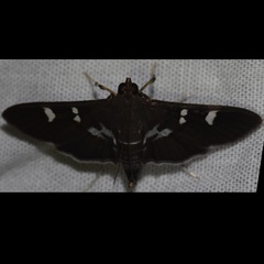 Desmia deploralis