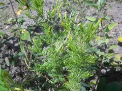 Tagetes filifolia