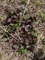 Sidalcea oregana calva