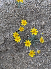 Eriophyllum ambiguum