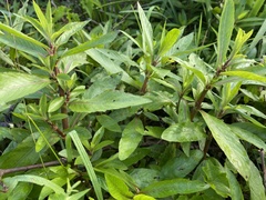 Hygrophila lacustris