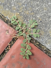 Euphorbia maculata