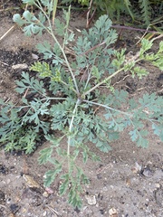 Ehrendorferia chrysantha