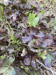 Sidalcea oregana calva