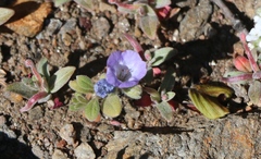 Phacelia curvipes