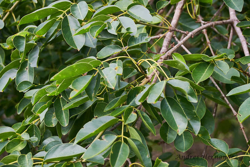 Platymiscium pinnatum; photograph (c) Andres Hernandez, some rights reserved (CC BY)