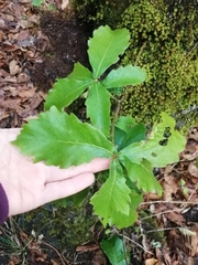 Quercus segoviensis