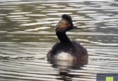 Podiceps nigricollis