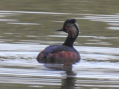 Podiceps nigricollis