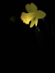 Narcissus