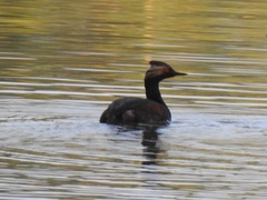 Podiceps nigricollis