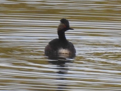Podiceps nigricollis