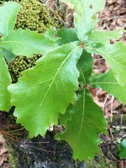 Quercus segoviensis