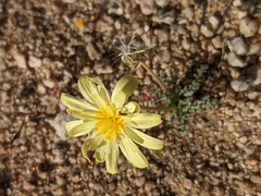 Anisocoma acaulis