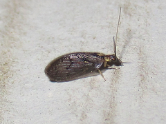 Sympherobius occidentalis