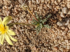 Anisocoma acaulis