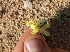 Anisocoma acaulis