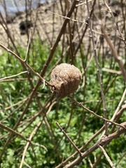 Tenodera sinensis