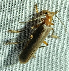 Pacificanthia consors