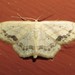 Large Lace-border Moth - Photo (c) Maya, some rights reserved (CC BY-NC)