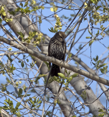 Agelaius phoeniceus