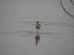 Himantopus mexicanus
