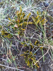 Carmichaelia corrugata