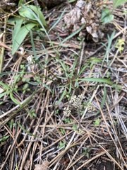 Lomatium geyeri