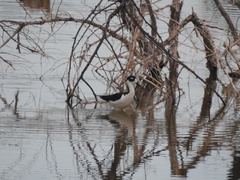 Himantopus mexicanus