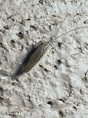 Micromus subanticus