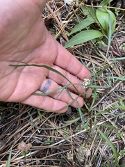 Lomatium geyeri