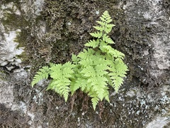 Cystopteris tennesseensis