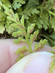 Asplenium montanum image