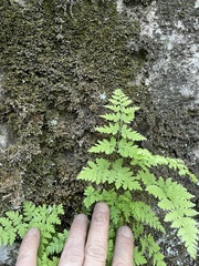 Cystopteris tennesseensis