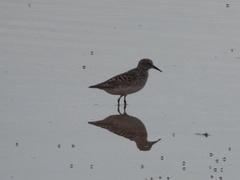 Calidris minutilla