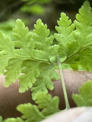 Cystopteris tennesseensis