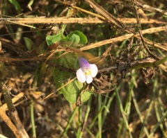 Mazus pumilus