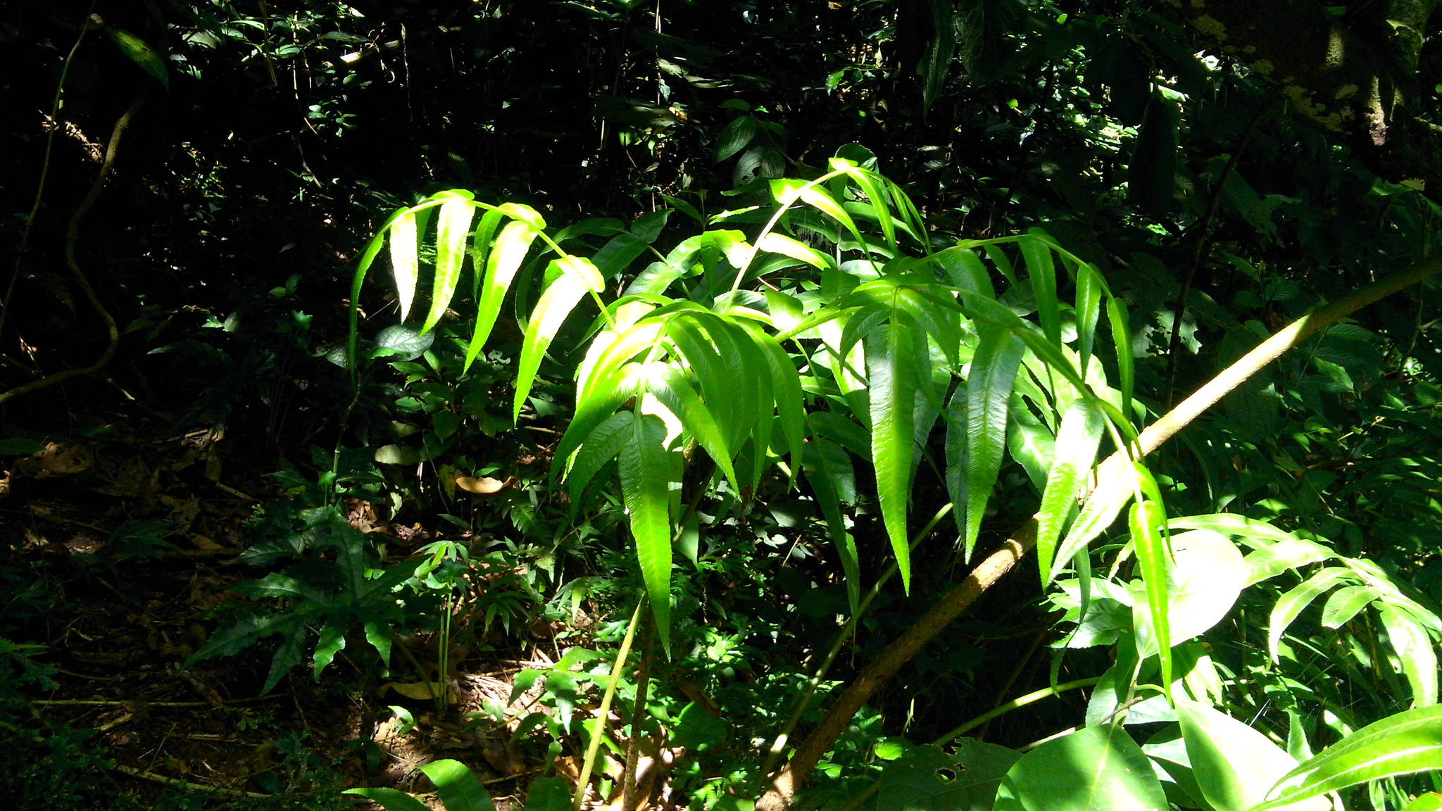 Marattia laxa