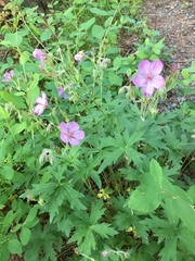Geranium viscosissimum