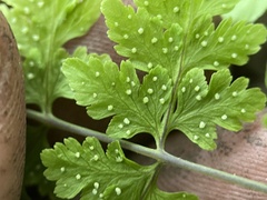 Cystopteris tennesseensis