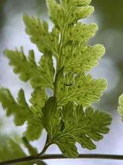 Cystopteris tennesseensis